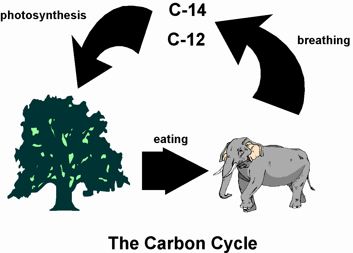 how does the bible explain carbon dating